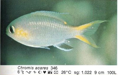 Chromis acares